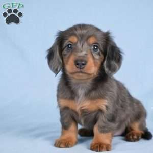 Bella, Dachshund Puppy